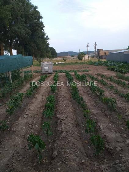 HORIA - 3 CAMERE ,SUPRAFATA 100 MP,TEREN 3000 MP CU DESCHIDERE LA LAC - 17