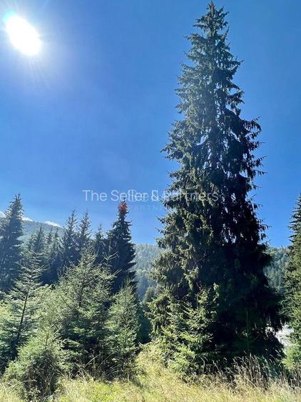 Teren Intravilan Predeal - Acces direct DN - Priveliste deosebita - 39