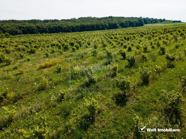 Teren nucifer cu plantatie de aluni, sat Frata, jud. Cluj - 5