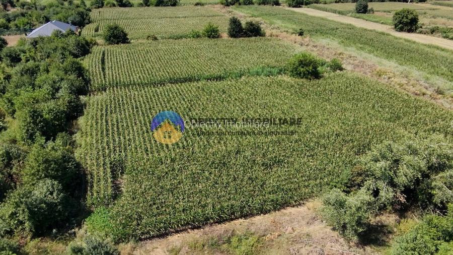 Teren intravilan 3866 mp Dumbrava Rosie - 9