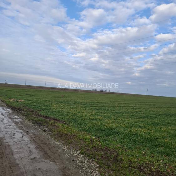 Corbu-3125mp in vatra satului,12euro/mp - 6