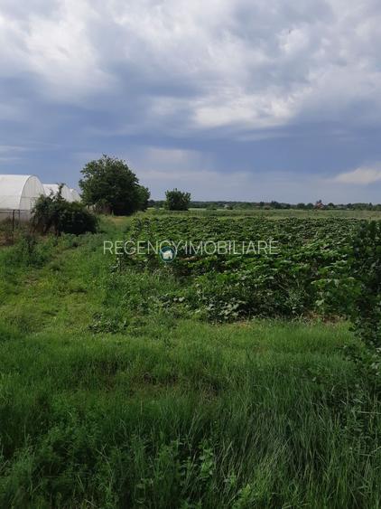 Teren Silistea Snagovului 10.000 mp intravilan+extravilan - 2