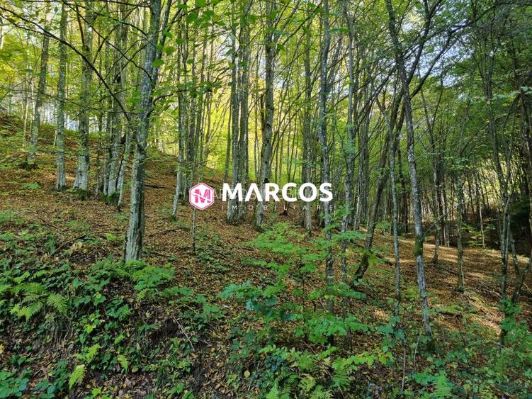 Teren Văliug, 2000mp, ID 950 - 4