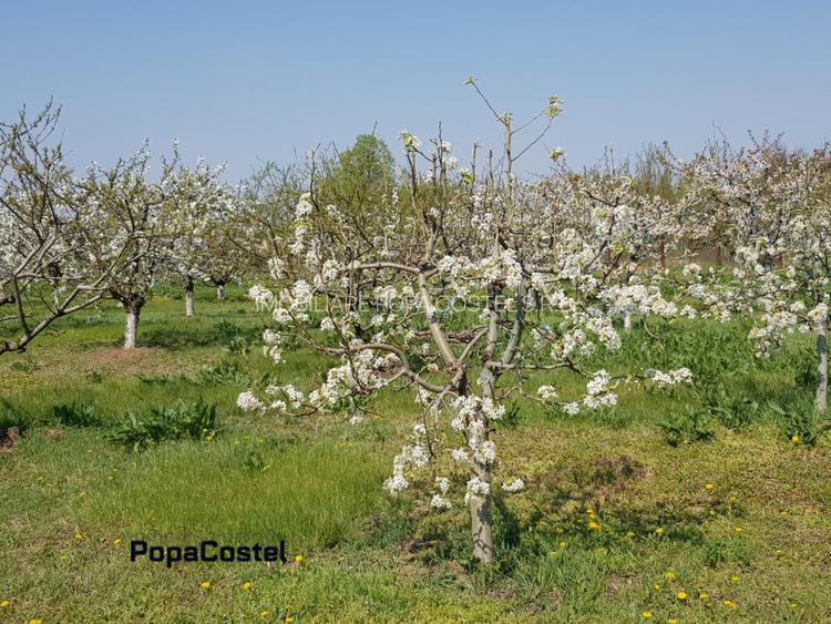 Petresti - Corbeanca 4648 mp intravilan desch. 33 m, utilitati, acces asfaltat - 3