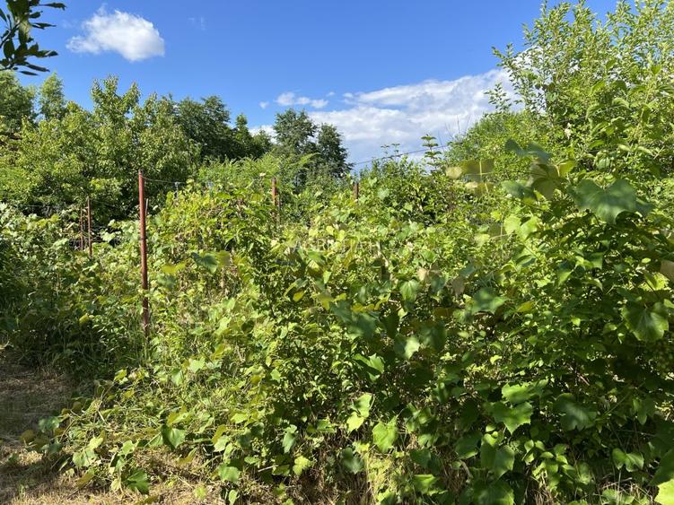 Casa-langa studiourile Buftea, 2 constructii, curte cu pomi, 2300mp, langa lac - 43