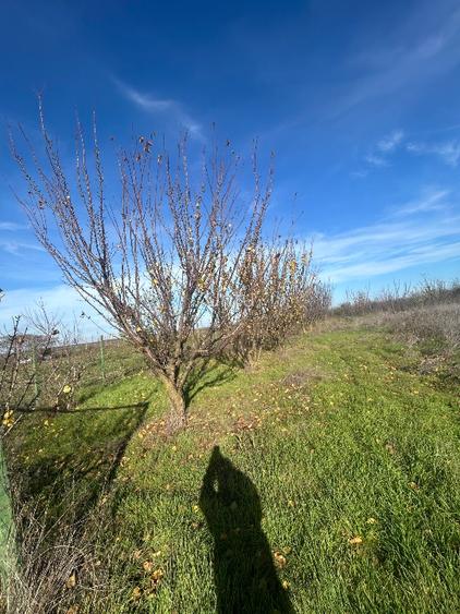 Teren extravilan 5000 mp - 3