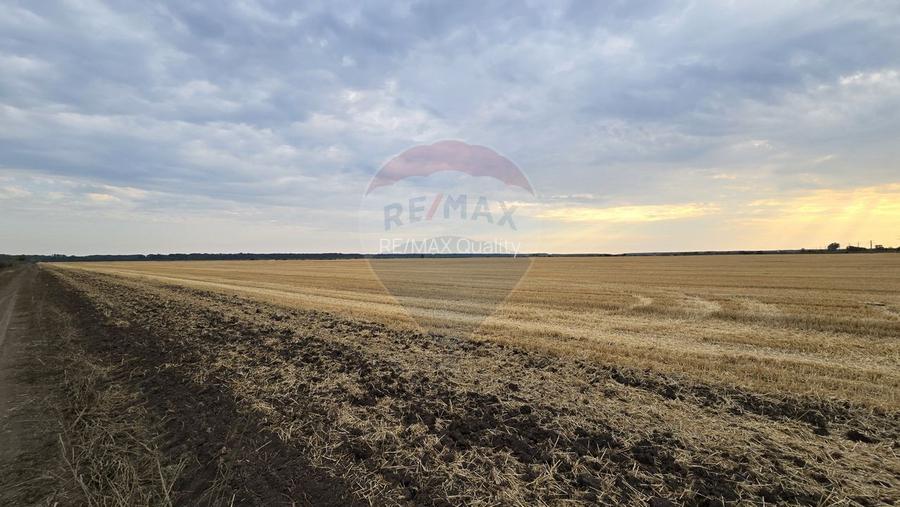 Teren intravilan Buftea, langa Padurea Mocanului - 3