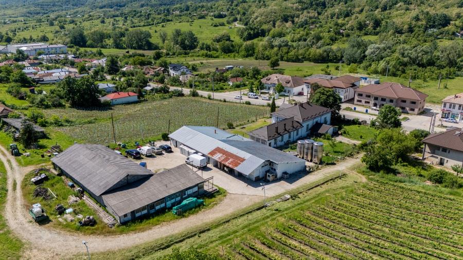CRAMĂ PREMIUM DE VÂNZARE -60 HA- CONAC ISTORIC- PODGORIA DRĂGĂȘANI