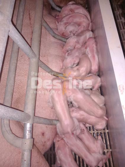 AFACERE LA CHEIE  FERMA DE  PORCI