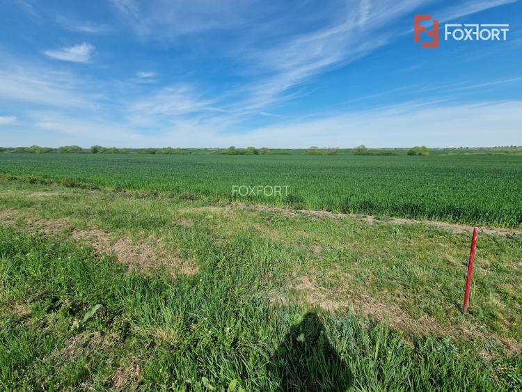 Teren extravilan de 9500 mp de vanzare in Remetea Mare - 2