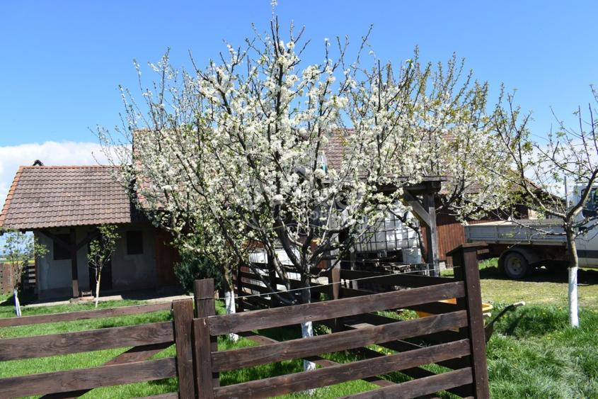 TEREN INTRAVILAN CU CONSTRUCTII AGROTURISTICE SI CABANA CODLEA - 5