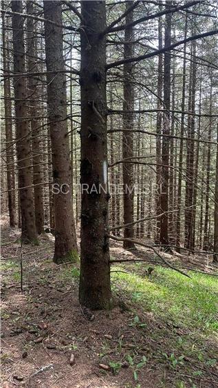 Teren 1400mp intravilan padure in statiunea Paltinis -zona statia Meteorologica - 6