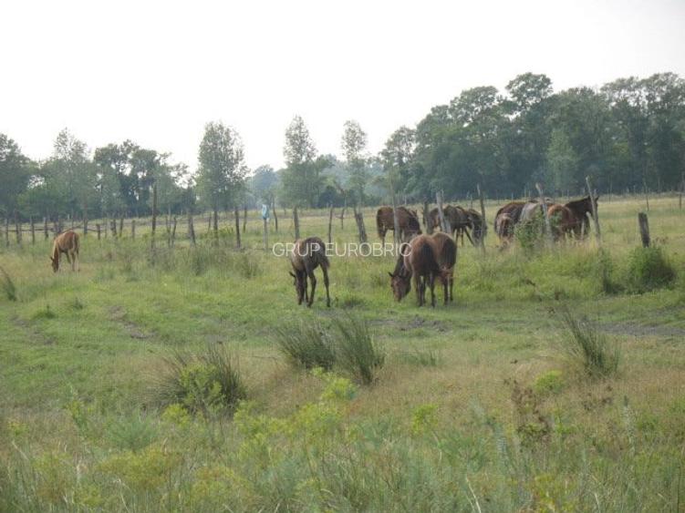 DELTA DUNARII, BIOSFERA, LETEA, Proprietate de VIS!  proprietar, - 11