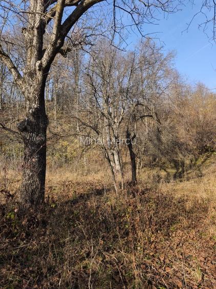 Teren intravilan Breaza 4,000mp utilitati. Panorama superba. Parcelabil - 15