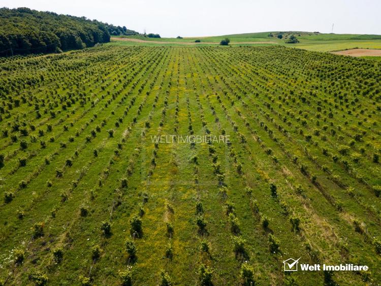 Teren nucifer cu plantatie de aluni, sat Frata, jud. Cluj - 4