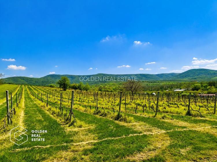 1,35 hectare vie pe rod (Cabernet si Merlot), Siria - 4