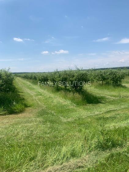 De Vânzare – Fermă de Pomi Fructiferi, 48,8 ha, Iancu Jianu, Jud. Olt - 24