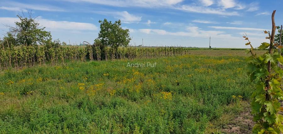 Teren intravilan 2300mp Sarulesti Sat Calarasi - 4