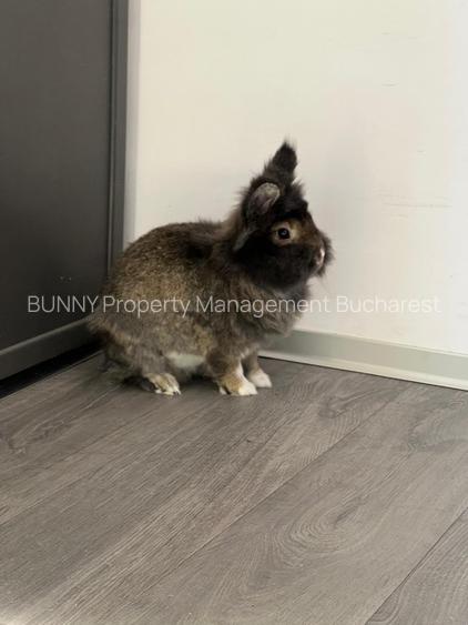 INDUSTRIAL APARTMENT - STRADA LIREI 11 - CREDIT FRIENDLY - BUNNIES FRIENDLY - 40