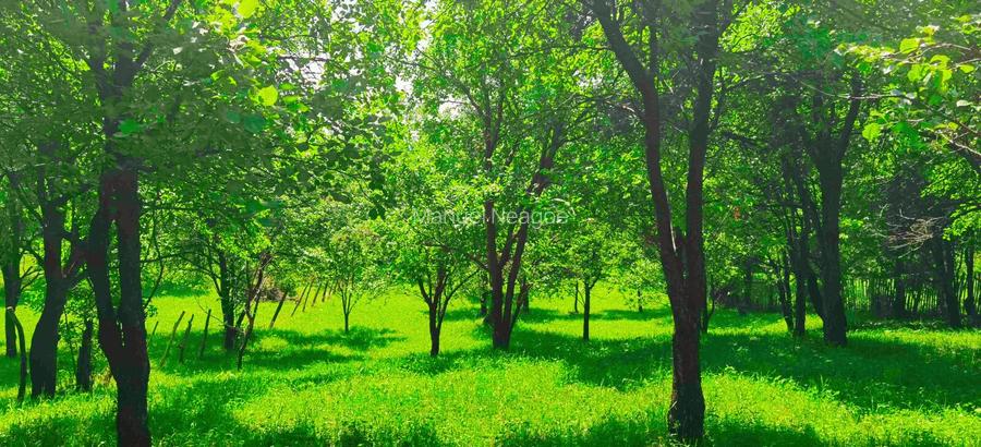 Teren intravilan Talea situat in mijlocul naturii ! - 12