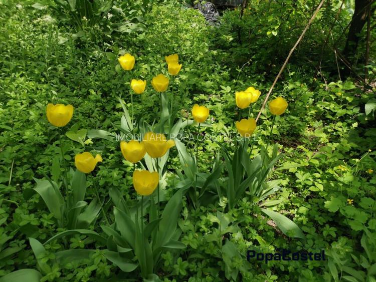 Otopeni Oituz teren 1000 mp deschidere 14 ml utilitati langa teren - 4