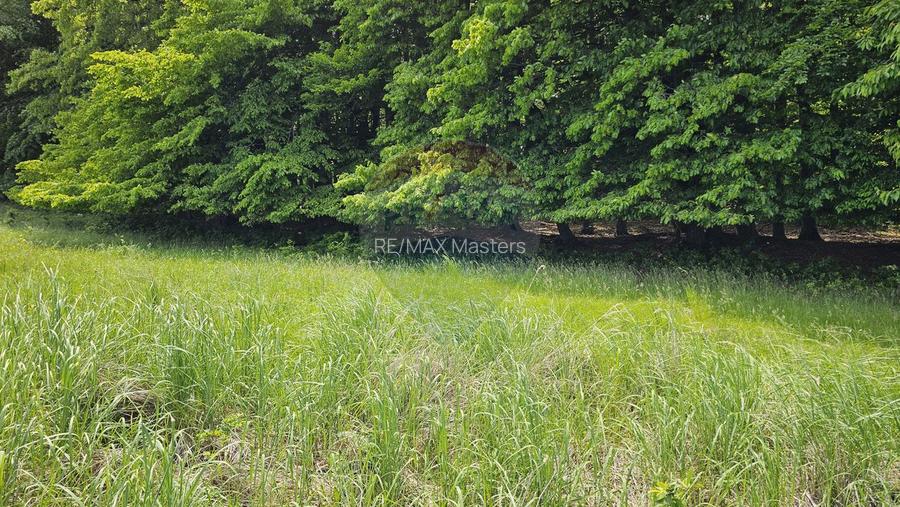 Teren Ilisesti  7000mp extravilan/ DN 17, Suceava - 31