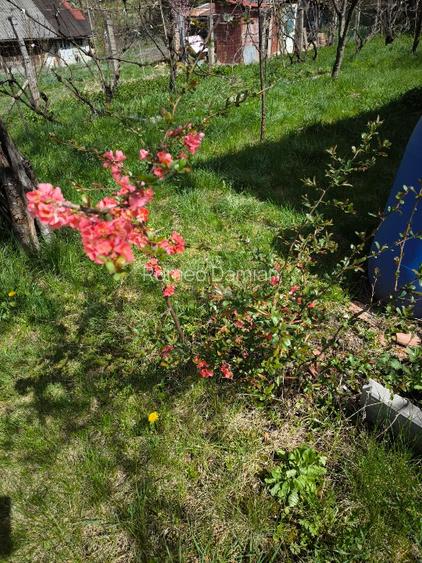 Teren cu cabana de vanzare - 11