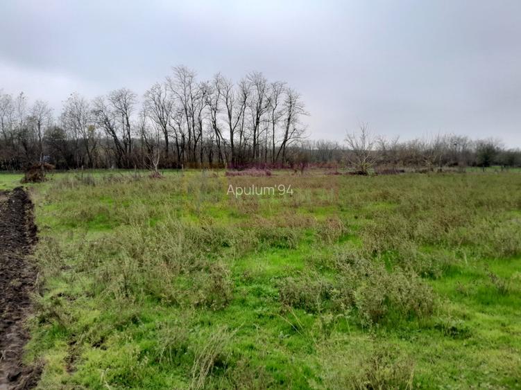 BARCANESTI -  casa +curte+teren 16k mp - 24