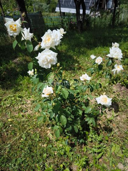 Teren cu cabana de vanzare - 12