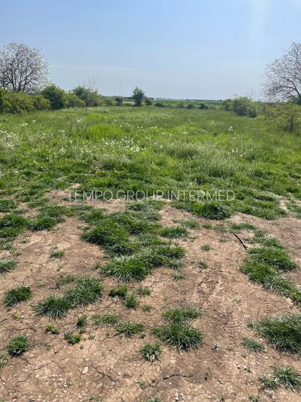 Dascalu 17 km Bucuresti , 1040mp , locul ideal pentru o locuinta familiara!! - 5