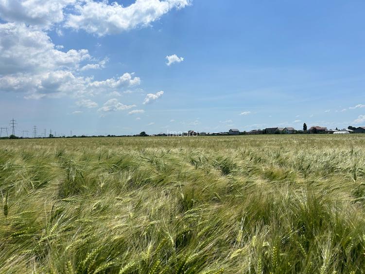 vanzare teren în Măgurele, Pruni, strada Argeș 12000 euro - 5