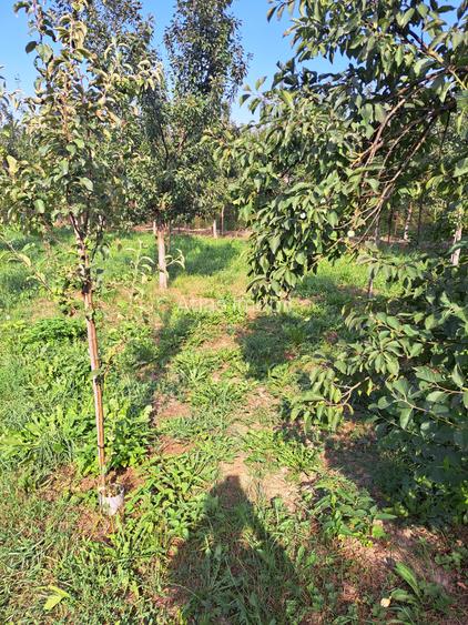 CASA NOUA PE UN NIVEL CU 4 CAMERE DOUA  BAI,LIVING, BUCATARIE  19 ARI TEREN - 14