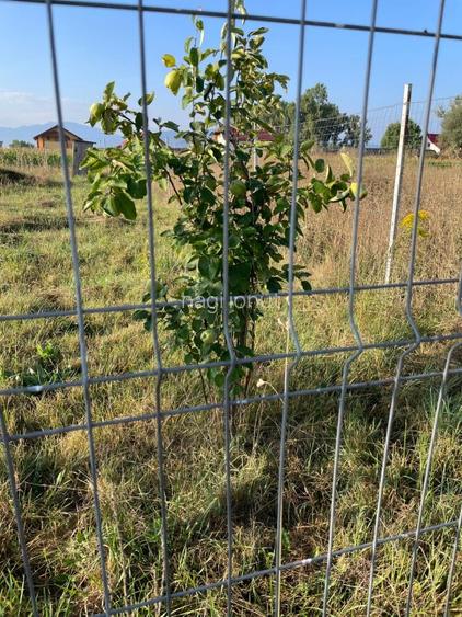 Teren Sanpetru Brasov  - 6