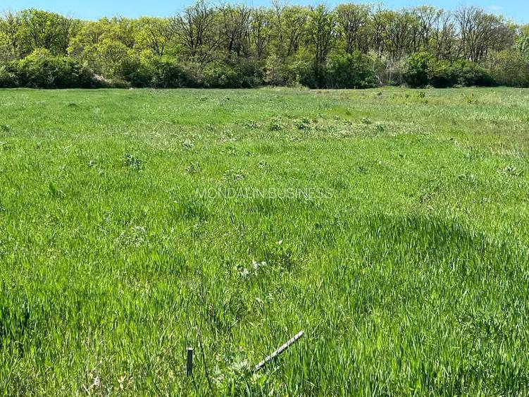 Teren extravilan 4500 MP, cu PUZ, Grigorescu , Oradea. - 3