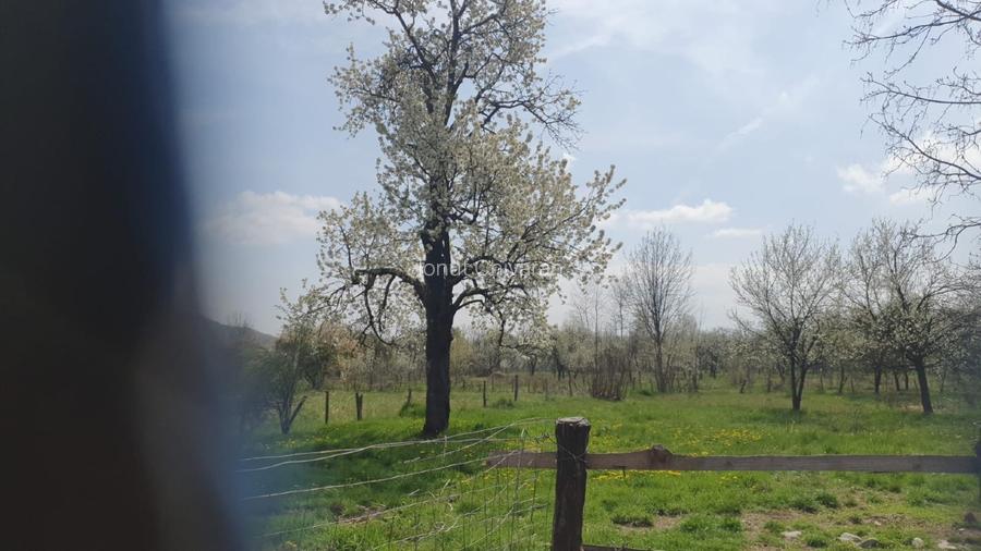 OPORTUNITATE UNICĂ ÎN TOMȘANI (LÂNGĂ HOREZU) – ANSAMBLU TERENURI 9.364 MP - 5