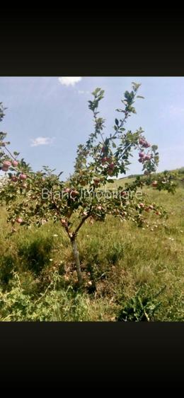 Teren extravilan 80.000 mp, Santimbru, Jud. Alba - 4