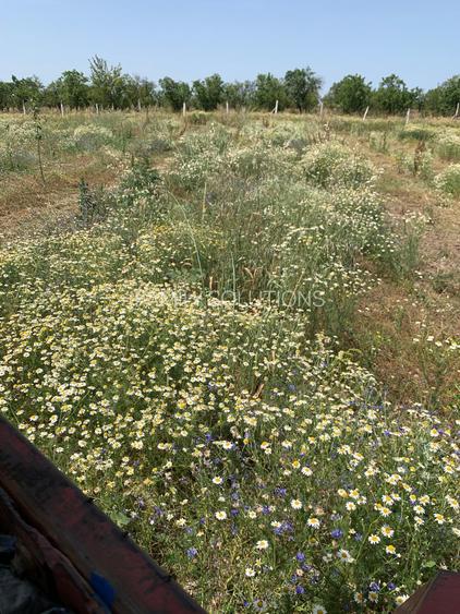 De Vânzare – Fermă de Pomi Fructiferi, 48,8 ha, Iancu Jianu, Jud. Olt - 26