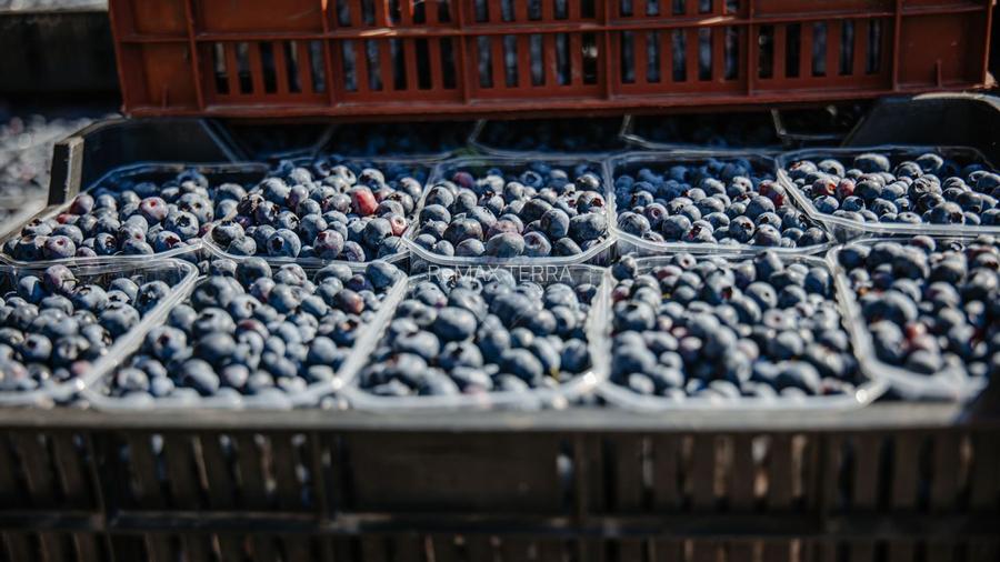 Plantatie de afine la cele mai inalte standarde, de vanzare! - 9