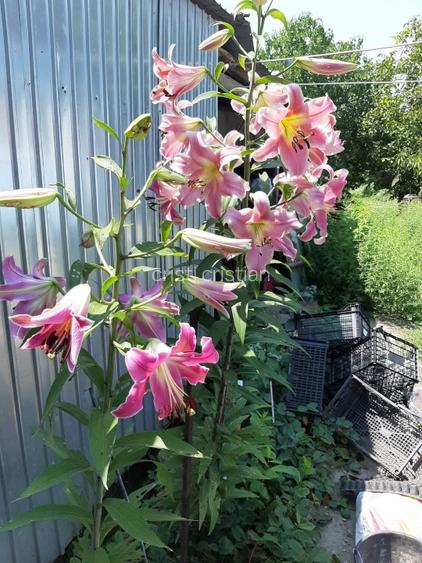 De vânzare casă cu teren aproape de București în comuna Vărăști.  - 12