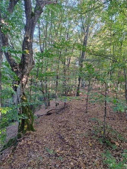 Padure de Fag 2 hectare - 3