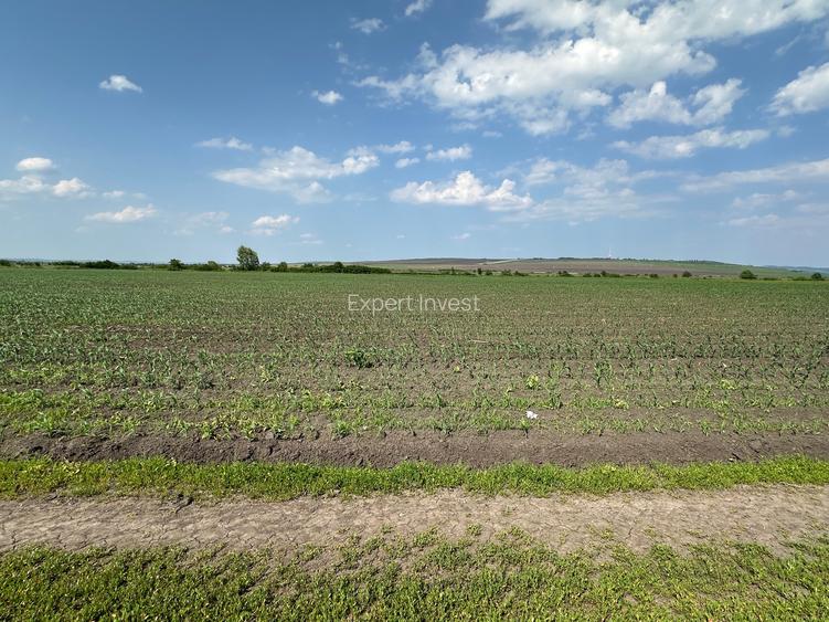 Teren 13.500 mp pentru dezvoltare in Sura Mica / jud. Sibiu - 6