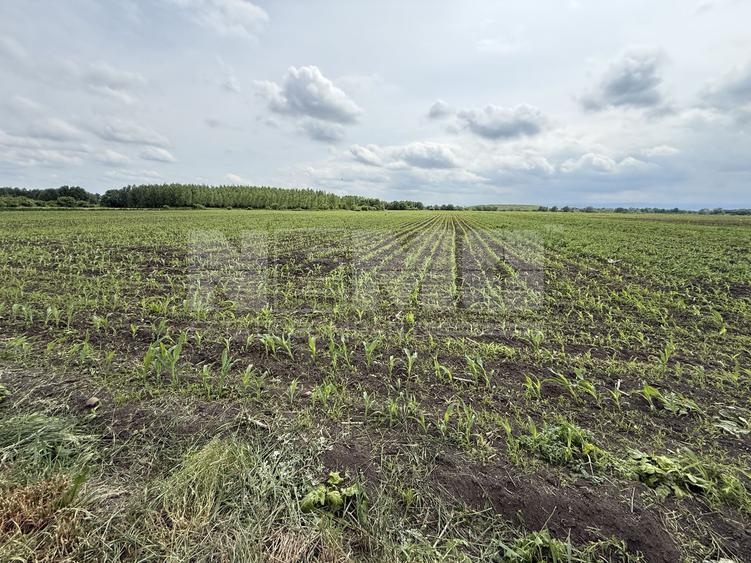 Teren extravilan de vânzare | Satu Mare, județul Suceava | 3.750 mp