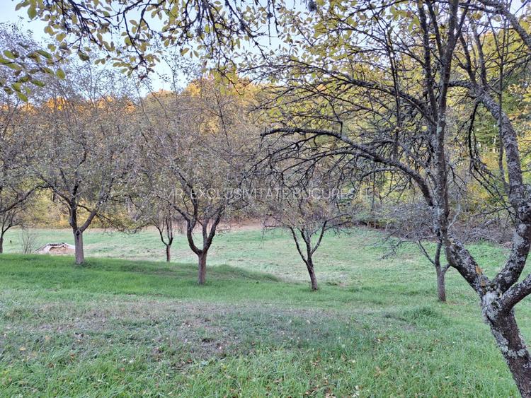 Teren intravilan 600 mp, liziera pădurii, Balotești, Posibilitate casa Parter - 4