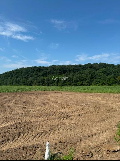 Loturi de vanzare la padure in Corbeanca! - 3