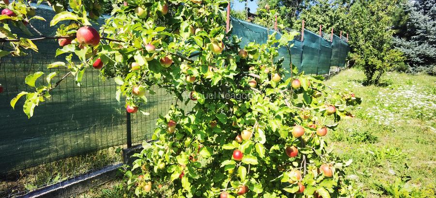 Vila superba in Breaza - 37