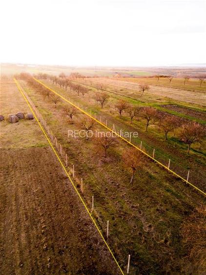 RECO Teren intravilan pentru loc de casa 5342 mp-  sat.Hotar - 7