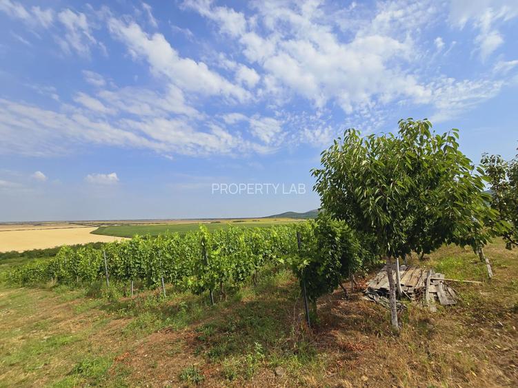 Vie Tradițională „Halta Lupilor” - 21