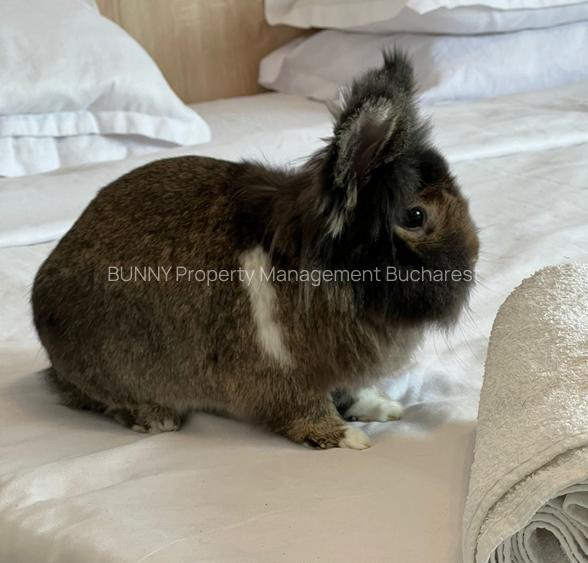 Valea Oltului Vânzare - 2 Camere + Boxă + Garaj - AK251-F1 - 2