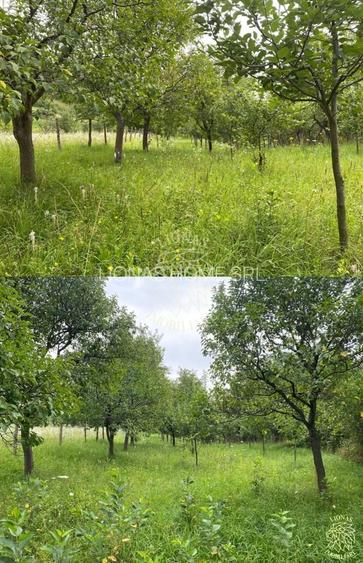 Casa 4 camere-teren/livada 1250 mp-pretabil locuire-Nepos - 5