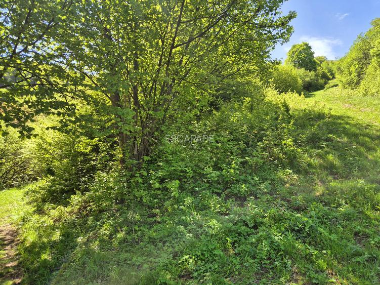 Teren intravilan 1577 mp, Schei Brasov - 6